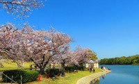 周辺環境:丘陵地にあり、芝生広場のほか約420本のソメイヨシノが植えられおり、桜の名所となっています。